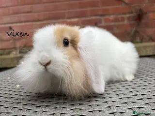 Mixed Breed rabbits Beautiful Fluffy Baby Rabbits- Ready to leave - Advert 13