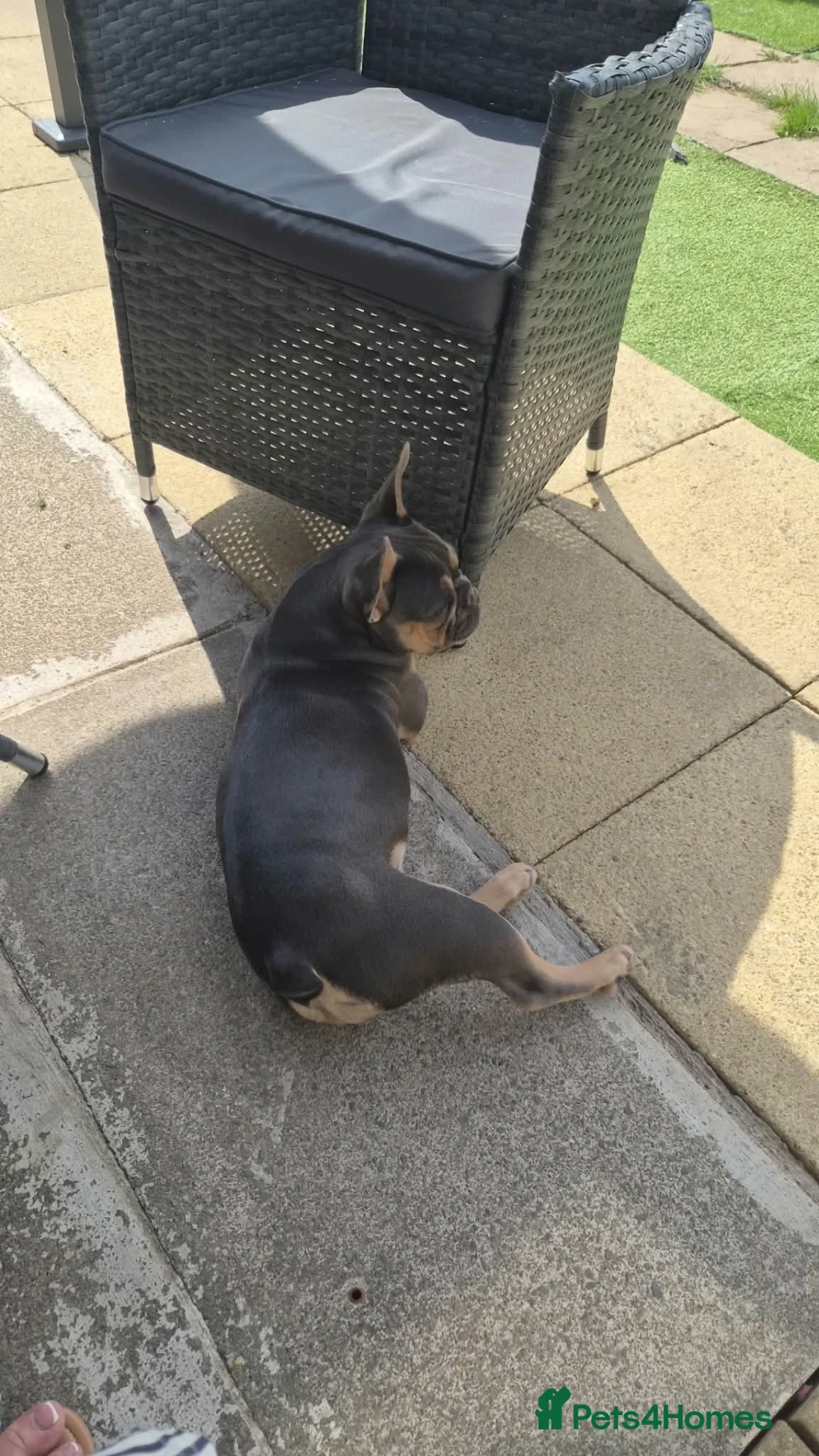 French Bulldog dogs for sale: 11 month old French bulldog puppy - Advert 1