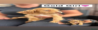 Cocker Spaniel 2