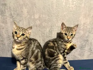 Bengal cats Bengal cross kittens! - Advert 7