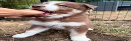 Pomsky dogs for sale: *1 Girl 1 Boy * blue eyed 🇺🇸 Lines Health Tested - Advert 1