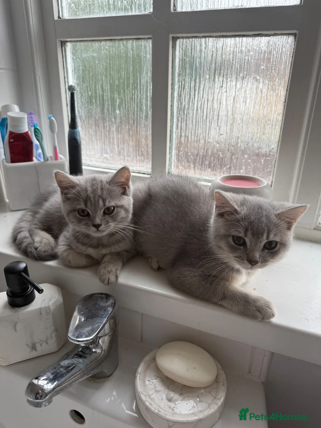 British Shorthair cats for sale: 🐾 British Shorthair × British Longhair Kittens 🐾 - Advert 2