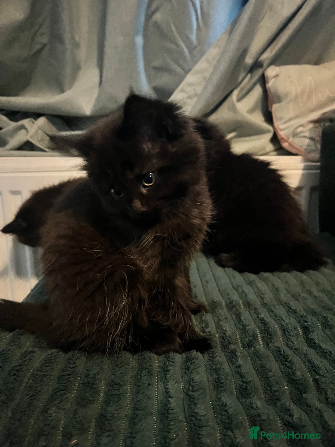 Mixed Breed cats for sale: 3 beautiful kitten looking for a loving new home   - Advert 2