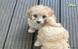 Poochon dogs for sale: Gorgeous Puppy Poochons for sale  - Image 2