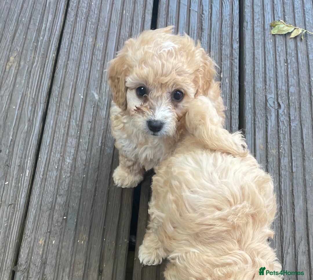 Poochon dogs for sale: Gorgeous Puppy Poochons for sale  - Image 2