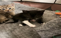 Mixed Breed cats for sale: Lovely ready to go kittens - Image 3