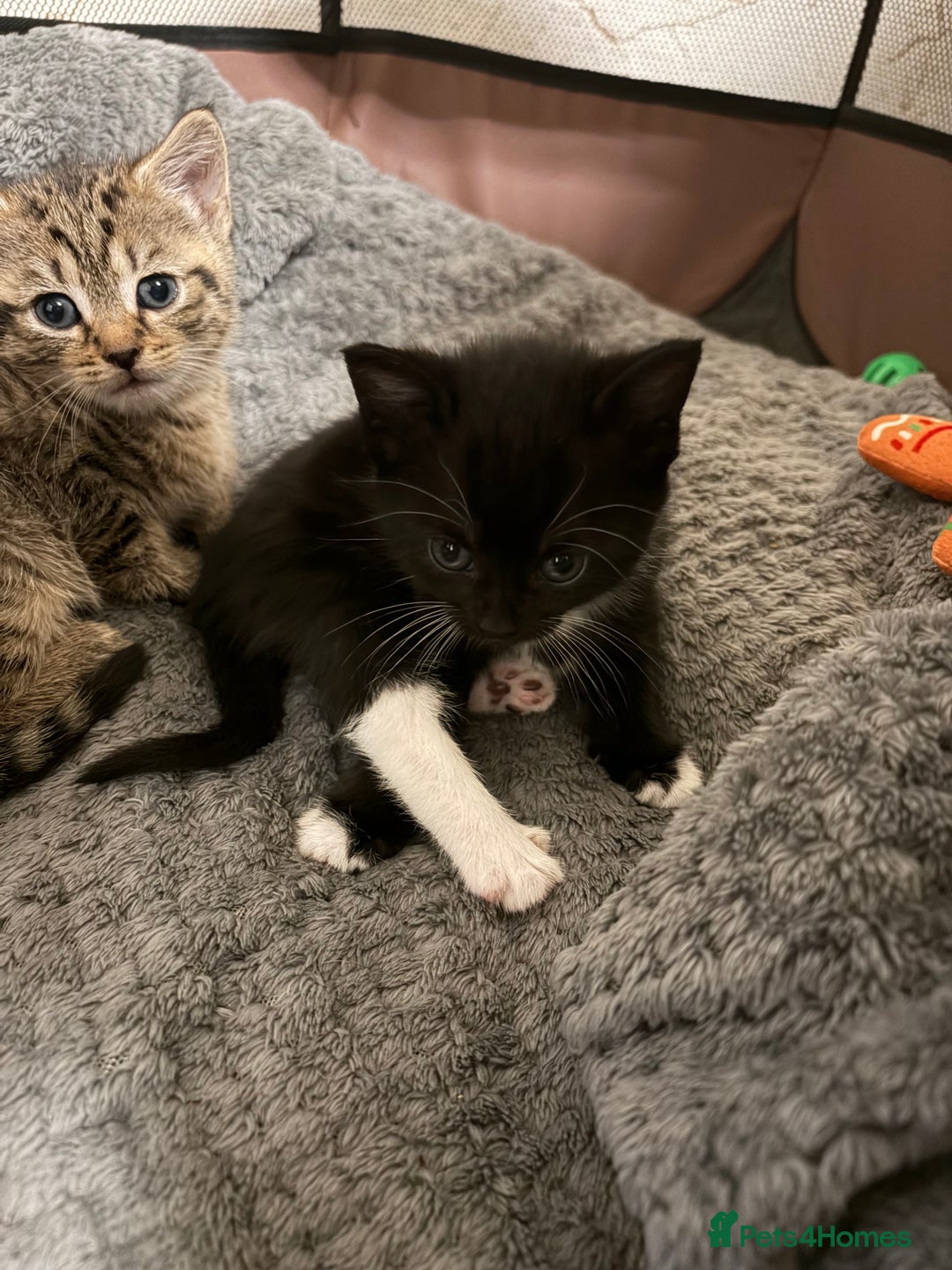 Mixed Breed cats for sale: Lovely ready to go kittens - Image 3