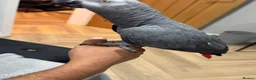 Parrots birds for sale: Casper - Advert 6