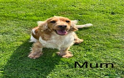 Cocker Spaniel dogs for sale: Extensively Health Tested KC Reg Puppies  - Image 24