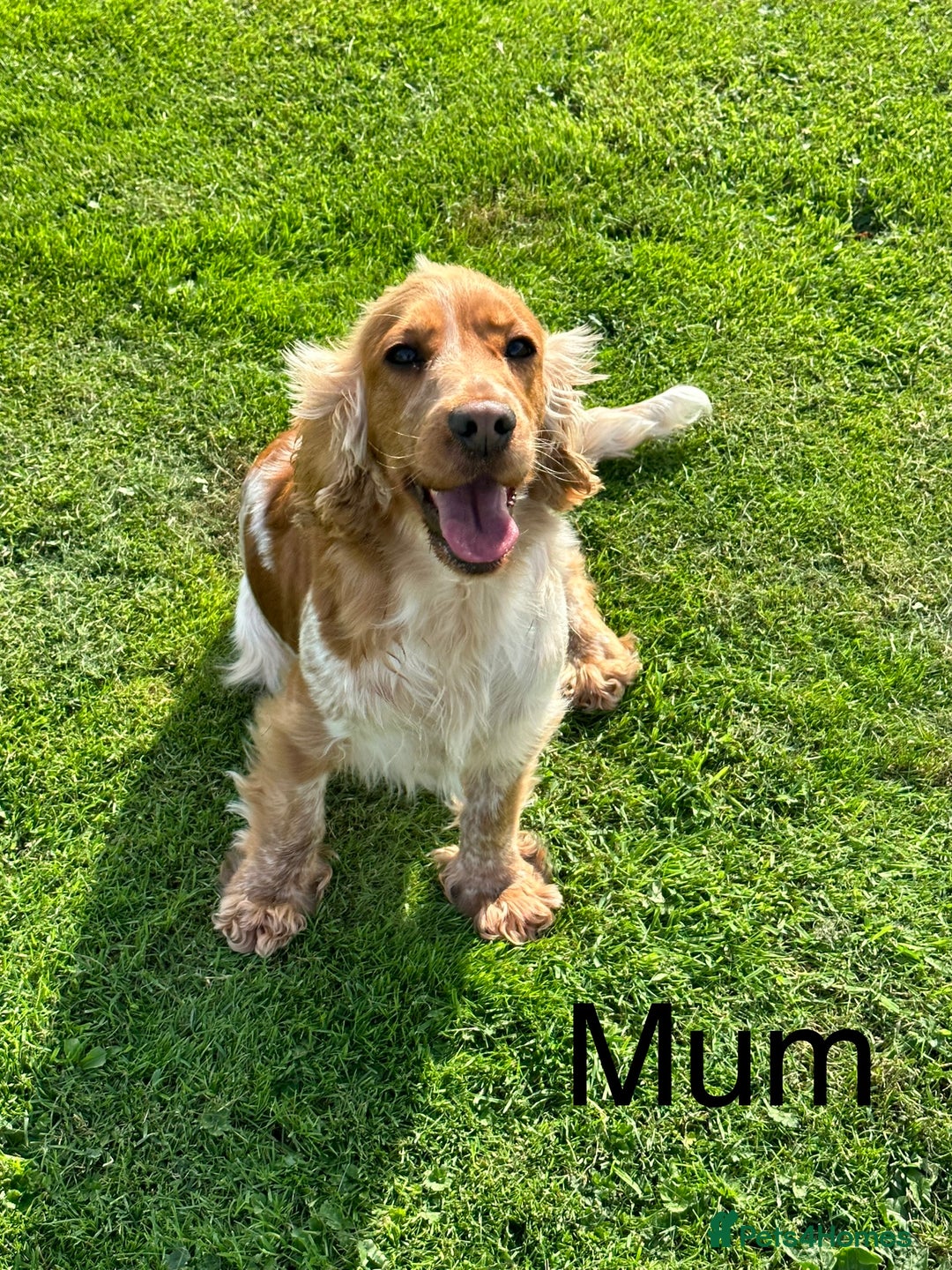 Cocker Spaniel dogs for sale: Extensively Health Tested KC Reg Puppies  - Image 24