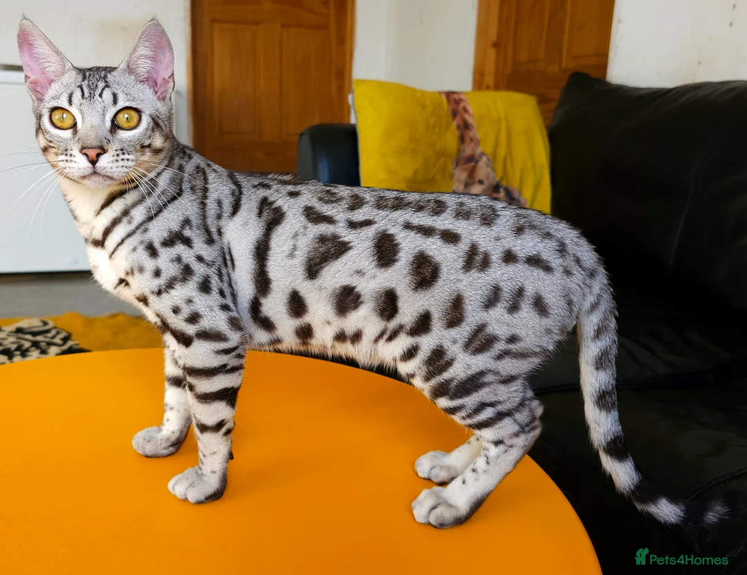 Bengal cats for sale: Exceptional Silver Rosetted Boy Available  - Advert 13