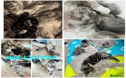 Maine Coon cats for sale: 5 Generation pedigree BLACK SMOKE kittens  - Image 35