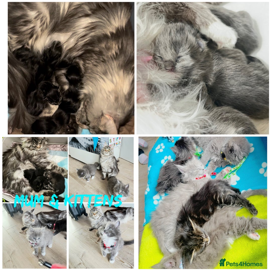 Maine Coon cats for sale: 5 Generation pedigree BLACK SMOKE kittens  - Image 35