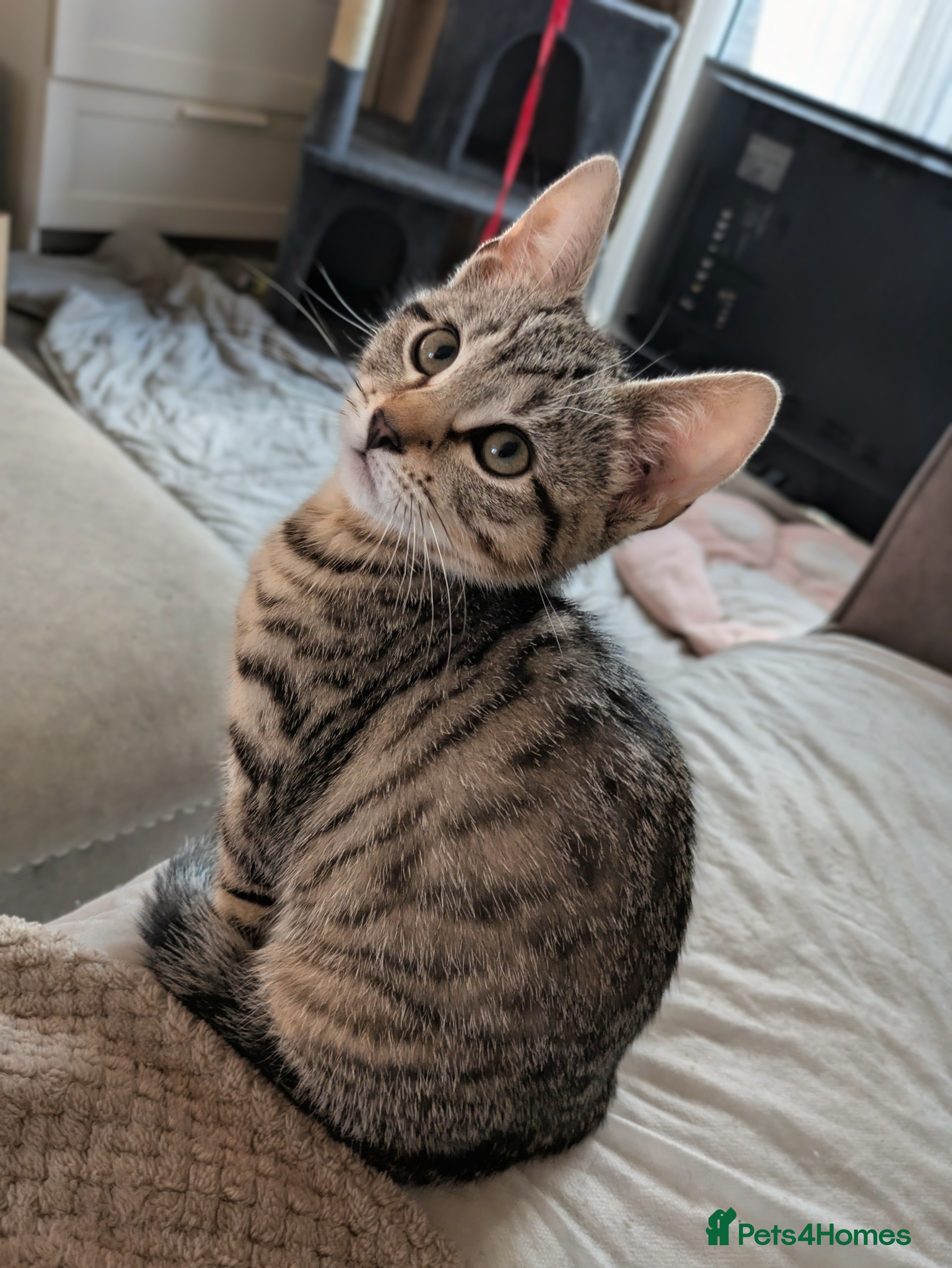 Bengal cats for sale: 3/4 BENGAL - READY TO GO!  - Advert 20