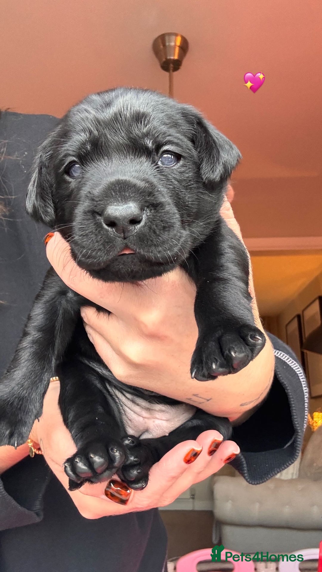 Labrador Retriever dogs for sale: Beautiful KC Labs / DRAKESHEAD - 1 BOY LEFT! - Advert 20