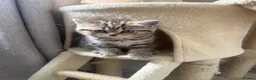 Scottish Fold cats for sale: 3 beautiful scottish straight kittens 🐱  - Advert 3
