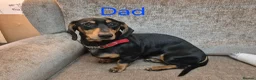 Miniature Dachshund dogs for sale: 2 Male Miniature Dachshund Puppies - Advert 7