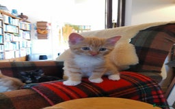 Mixed Breed cats for sale: Ginger heaven - Image 7