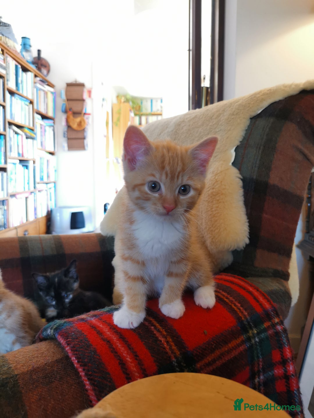 Mixed Breed cats for sale: Ginger heaven - Image 7