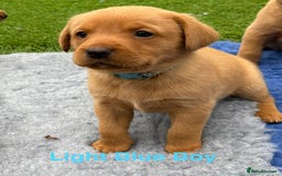 Labrador Retriever dogs for sale: Beautiful KC Fox Red Pups. 0/0 hip/elbow mum & dad - Image 6
