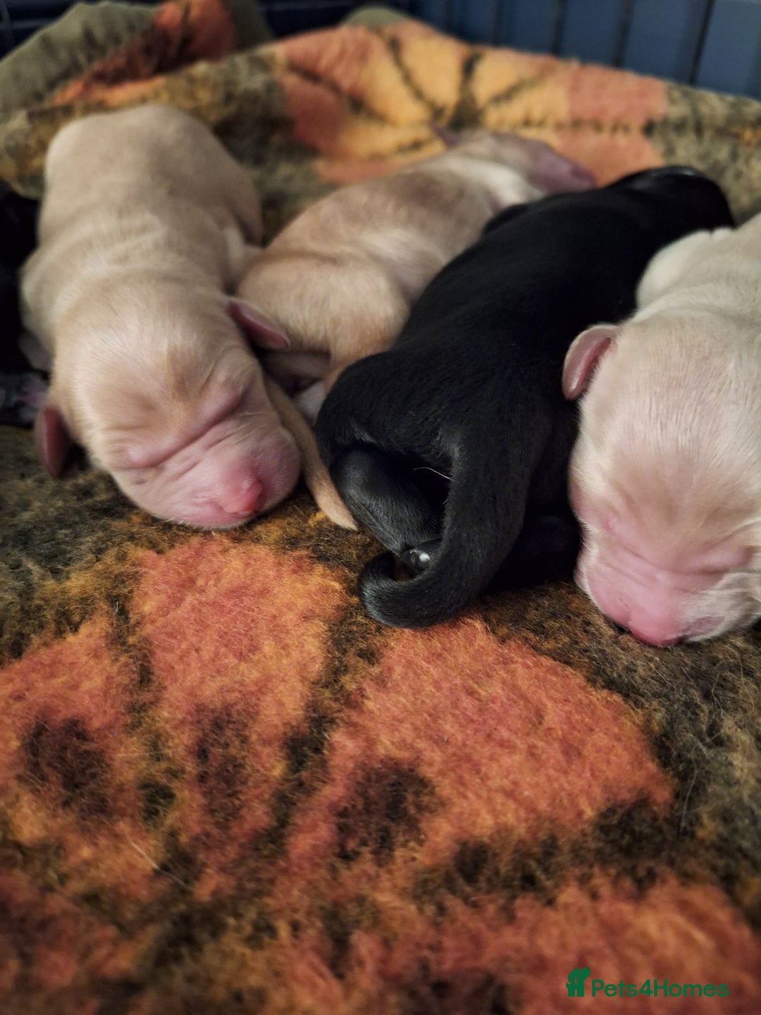 Mixed Breed dogs for sale: Goldendoodle pups 6 girls 3 boys - Advert 6