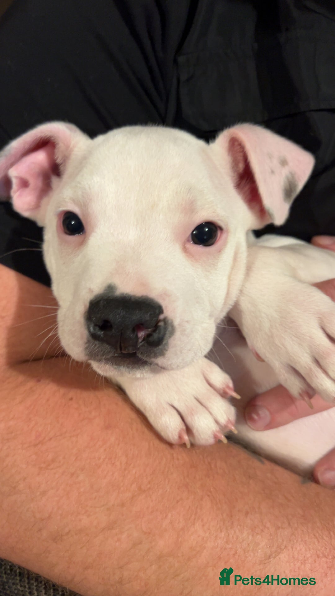 Mixed Breed dogs for sale: American bulldog x staffy - Advert 8