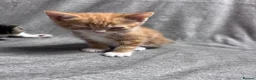 Mixed Breed cats for sale: Adorable Mixed-Breed Kittens Ready for Loving Home - Advert 7