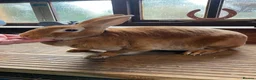 Rex rabbits for sale: 3 year old Orange Standard Rex Doe  - Advert 3