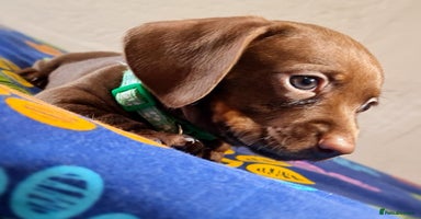 Miniature Dachshund dogs - Advert 14