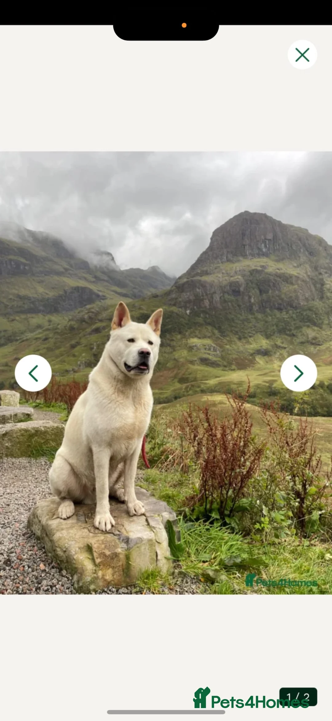 Mixed Breed dogs for sale: 3x Akita/Alsation pups for sale in Bradford - Advert 21