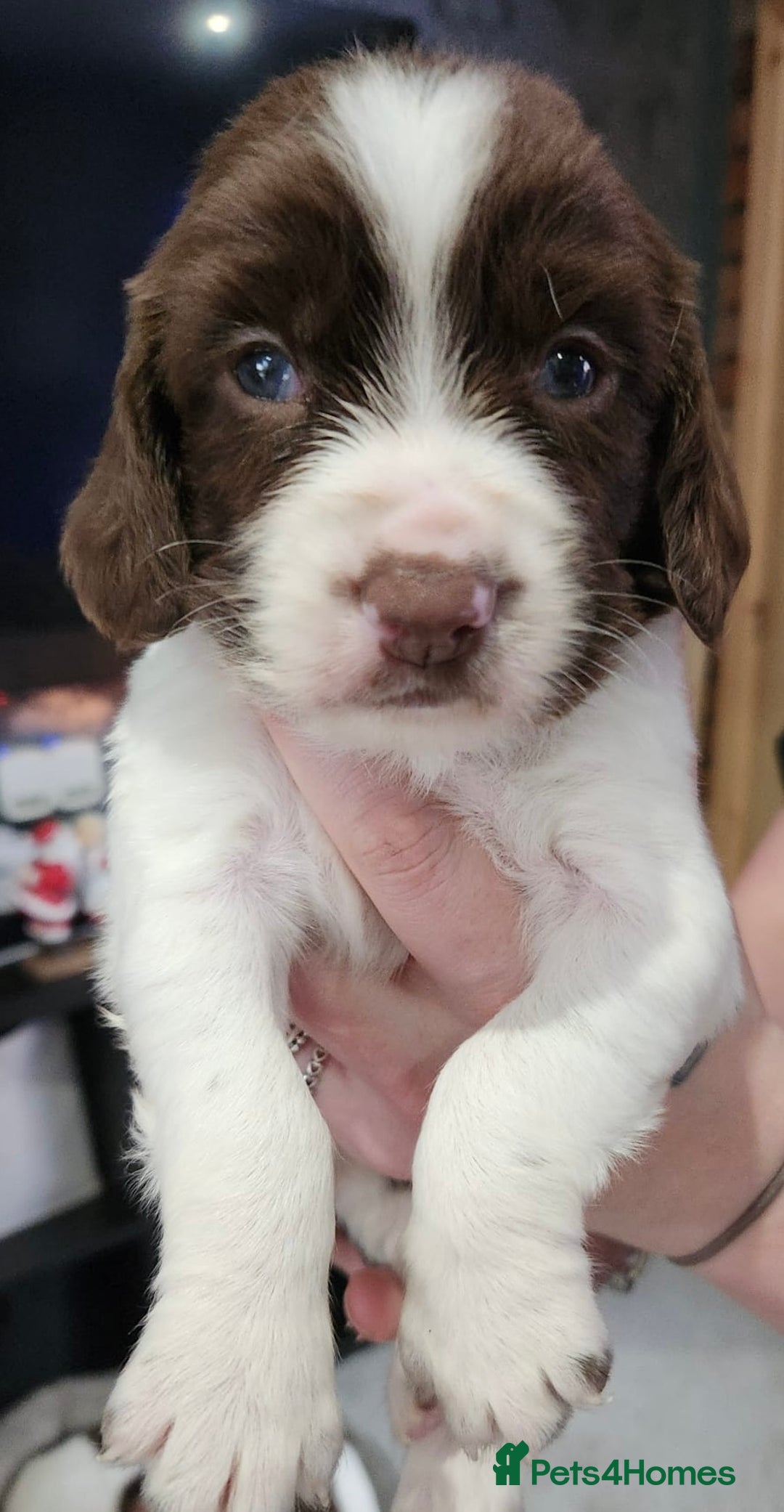 English Springer Spaniel dogs for sale: 9 gorgeous puppies looking for their forever homes - Advert 17