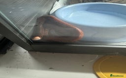 Snake reptiles for sale: Collection of snakes - Image 11