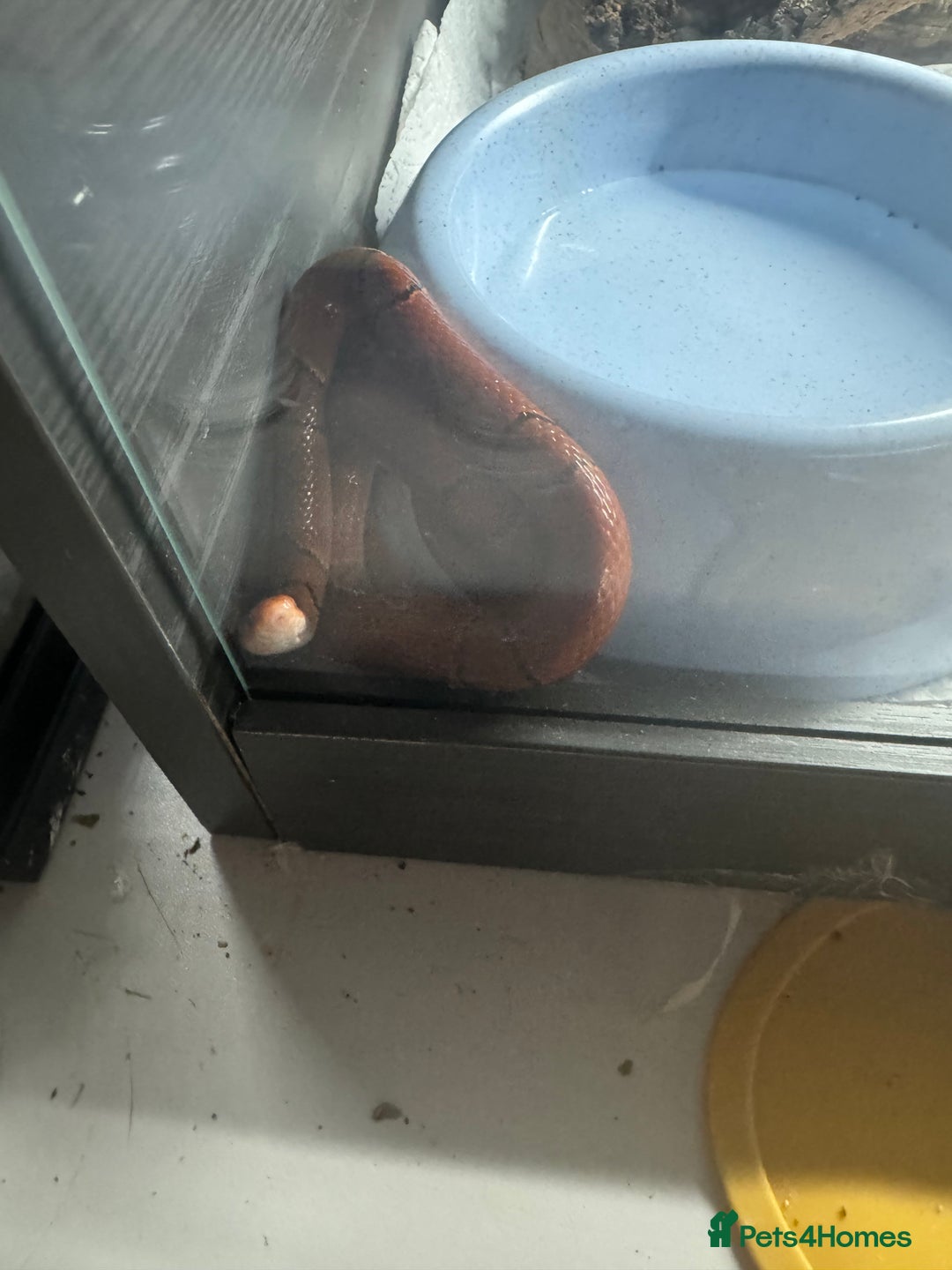 Snake reptiles for sale: Collection of snakes - Image 11