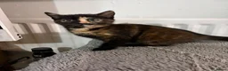 Mixed Breed cats for sale: Two little girls - Advert 6