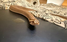Snake reptiles for sale: Purple Stripe Superconda Western Hognose Snake - Image 7