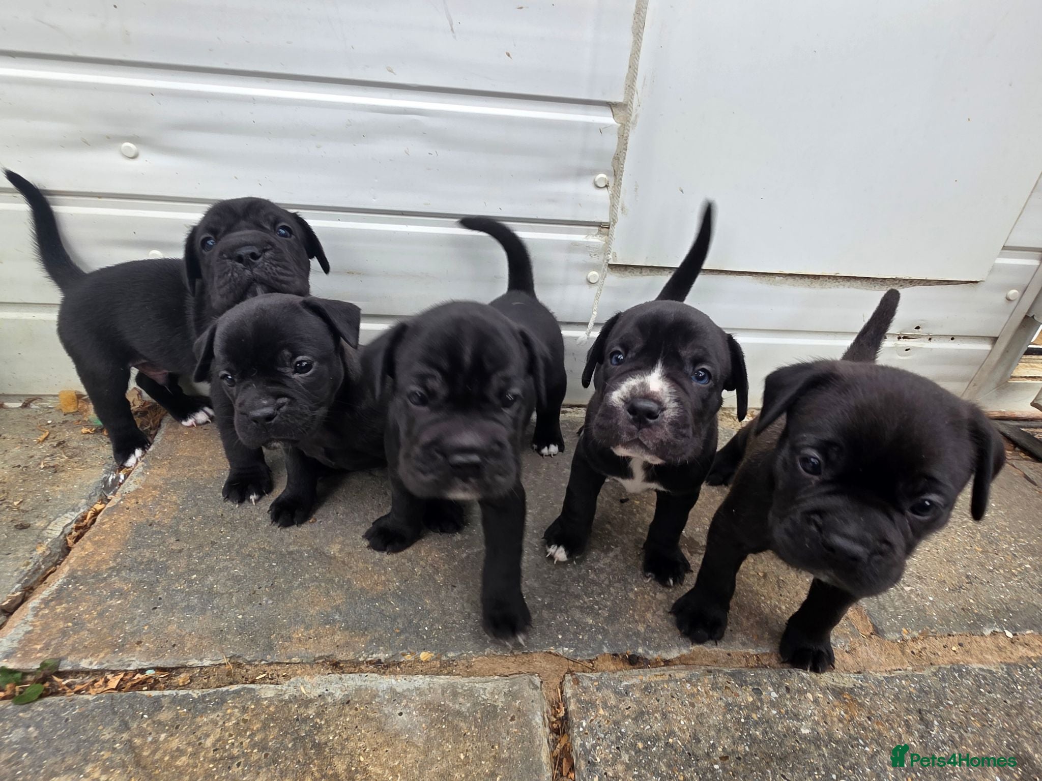 Mixed Breed dogs FRENCHBULLDOG X puppies - Advert 13