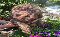 Cavapoo dogs for sale: Beautiful Toy F1b Cavapoo puppies  in Liskeard - Image 32