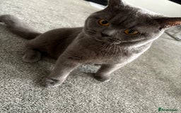 British Shorthair cats for sale: Pure blue british shorthair kitten - Image 5