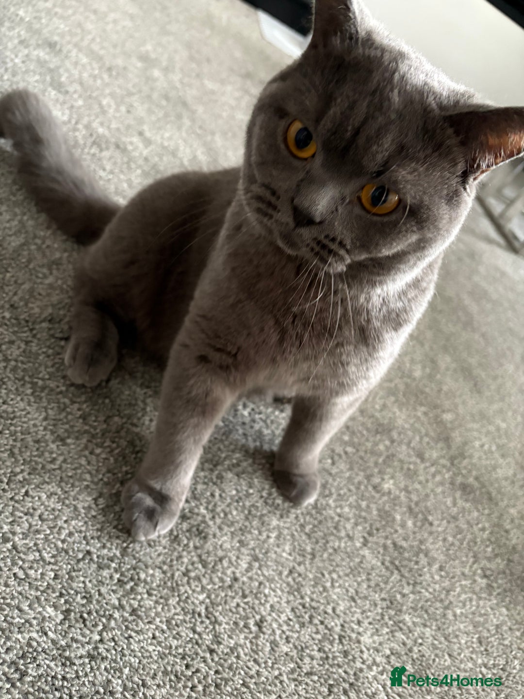 British Shorthair cats for sale: Pure blue british shorthair kitten - Image 5