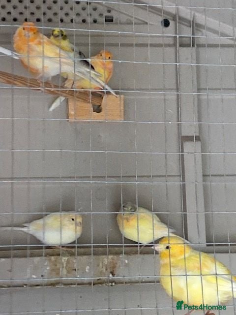 Canaries birds Mixed Canaries For Sale - Advert 1