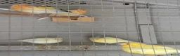 Canaries birds for sale: Mixed Canaries For Sale in Evesham - Advert 1