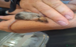 Mouse rodents for sale: Baby female fancy tri colour mice  - Image 6