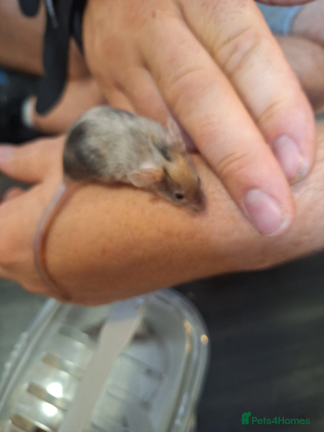 Mouse rodents for sale: Baby female fancy tri colour mice  - Image 6