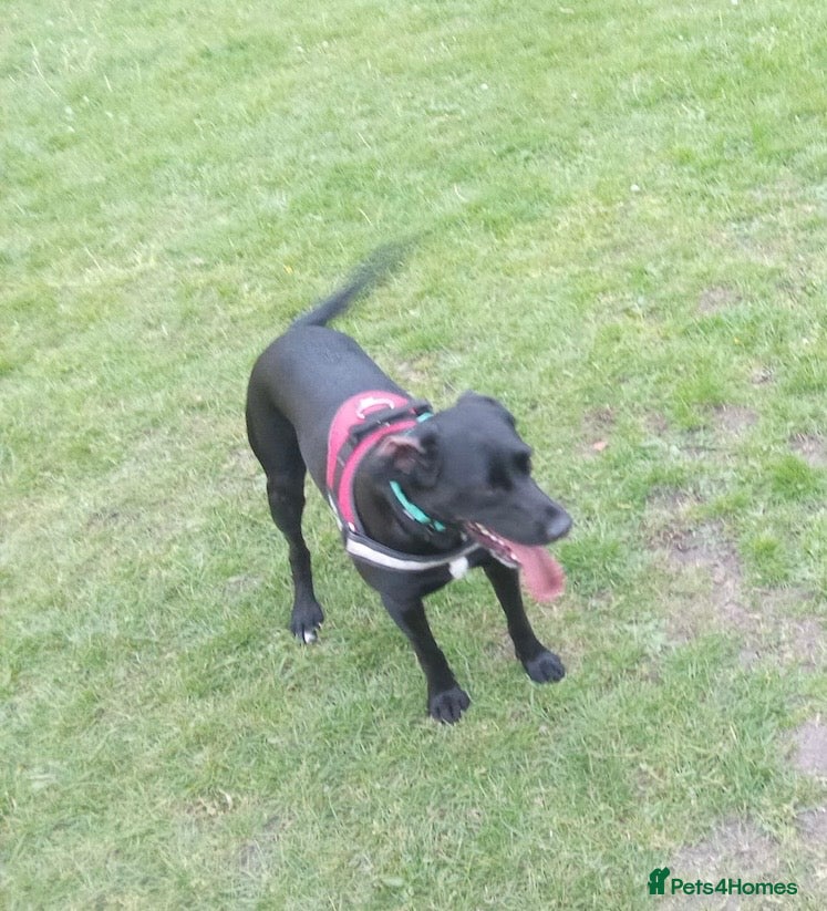 Springador dogs 18month female Springador  - Advert 1
