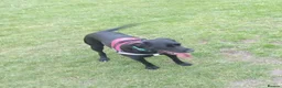 Springador dogs for sale: 18month female Springador  - Advert 3