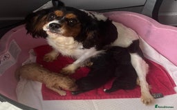 Cavapoo dogs for sale: Cavapoo puppy’s❗️LAST GIRL❗️ - Image 2