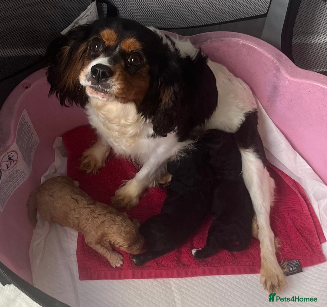 Cavapoo dogs for sale: Cavapoo puppy’s❗️LAST GIRL❗️ - Image 2