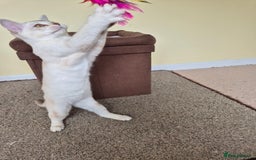 Burmilla cats for sale: Chocolate Silver Shaded Male Burmilla Kitten  - Image 7