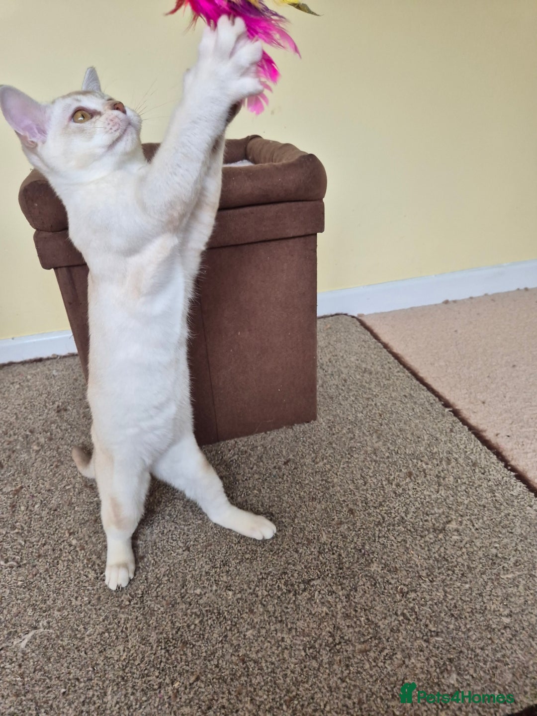 Burmilla cats for sale: Chocolate Silver Shaded Male Burmilla Kitten  - Image 7