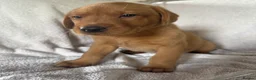Labrador Retriever dogs for sale: Fox red Labrador - Advert 22